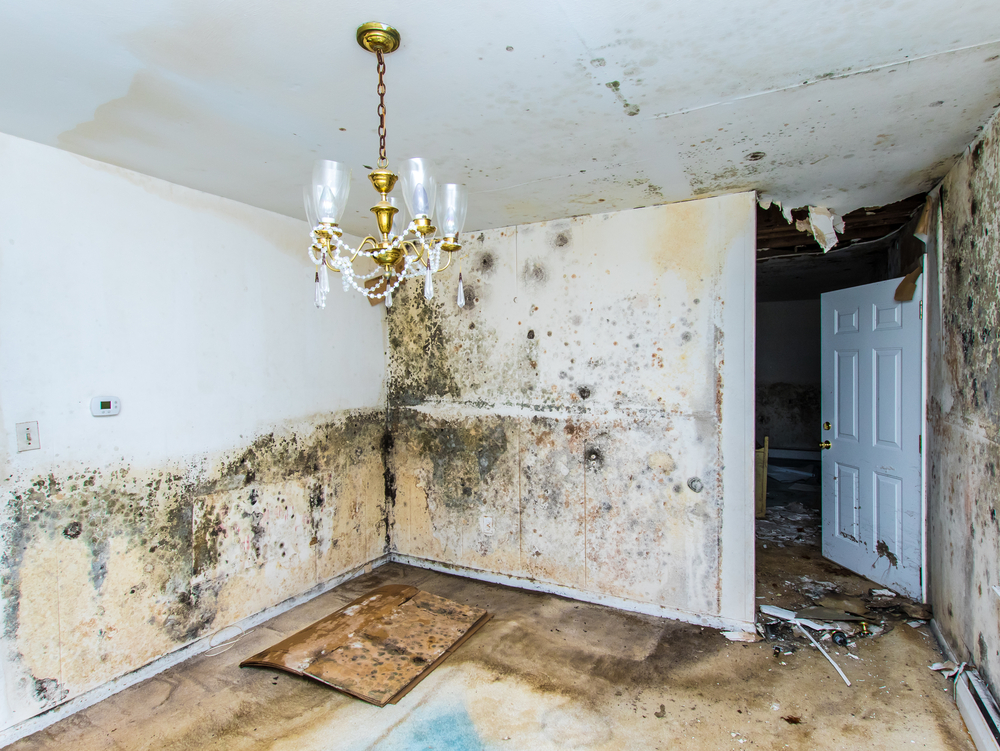 WHY YOU SHOULD COVER WATER & MOLD DAMAGE